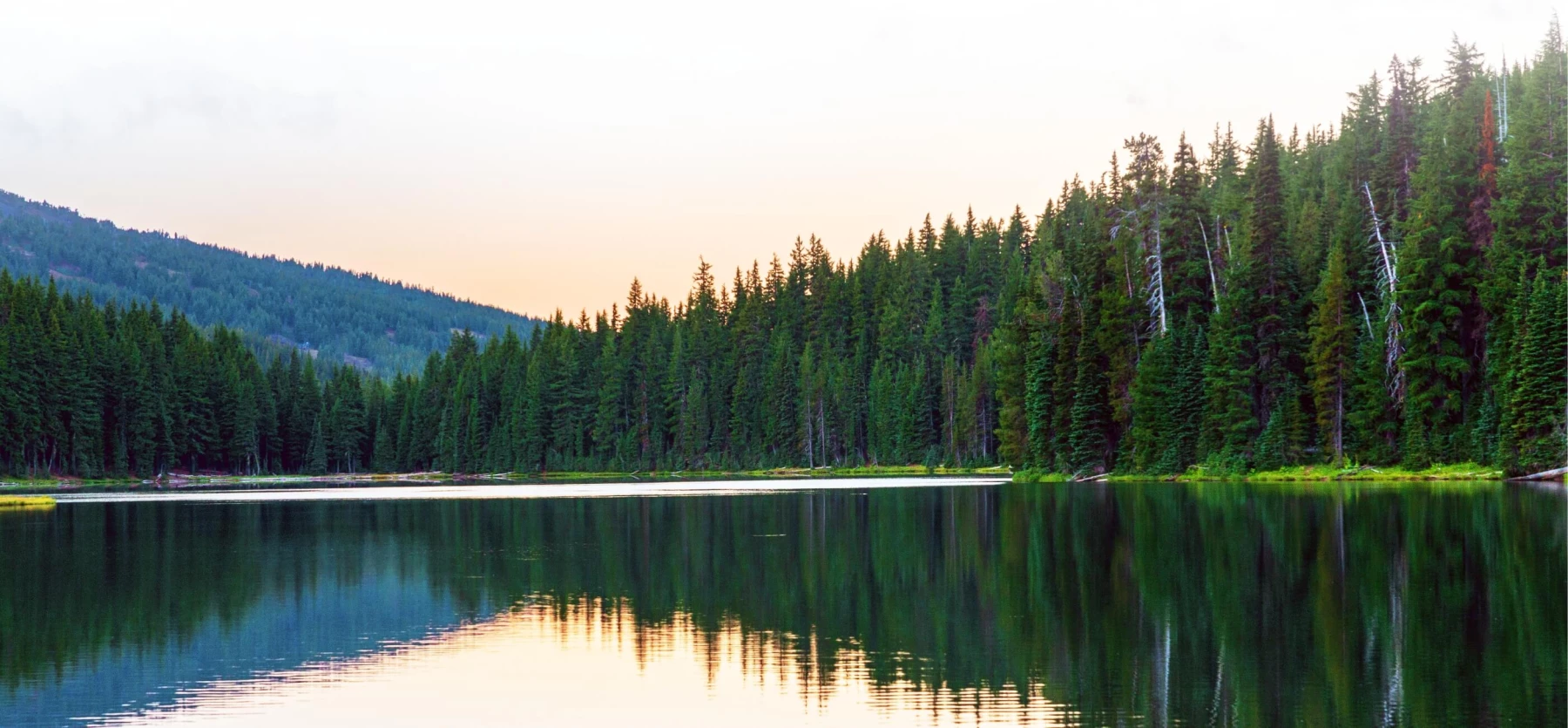 trees along a lake