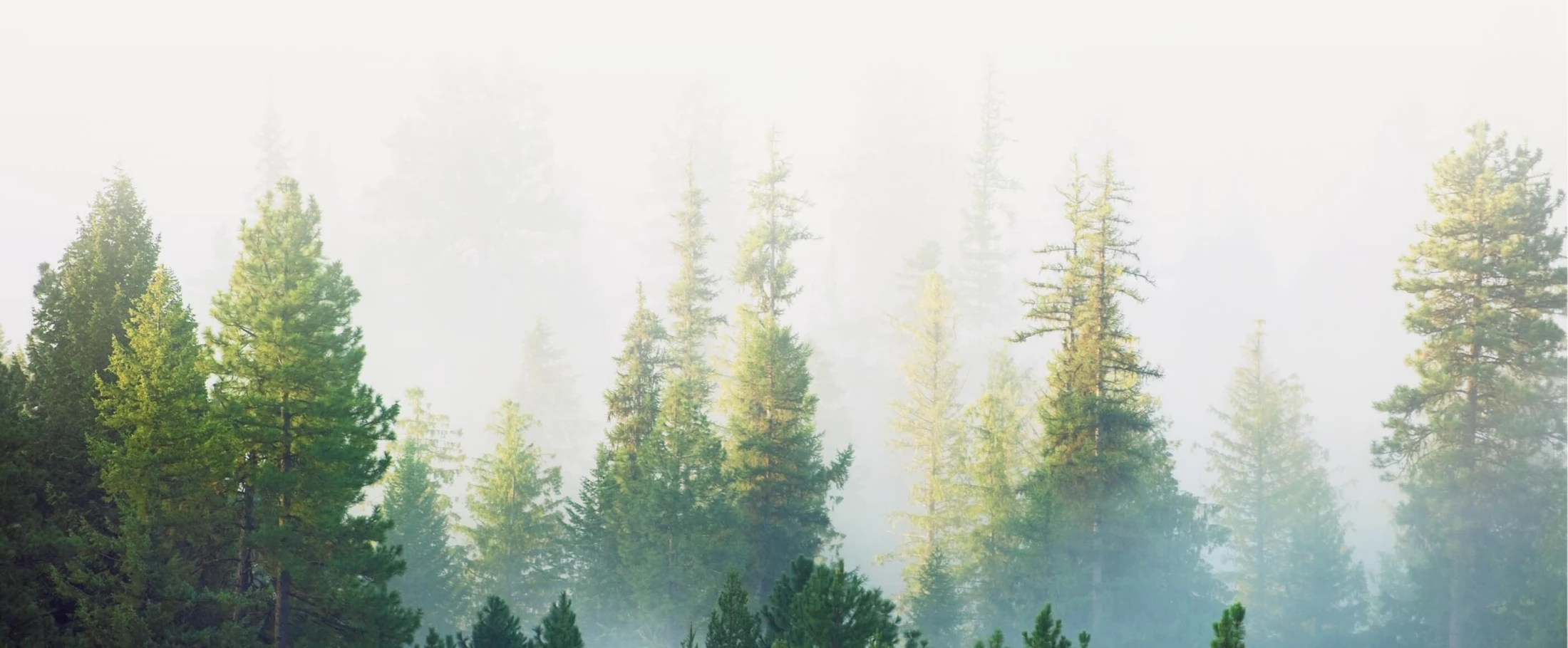 trees on off white background