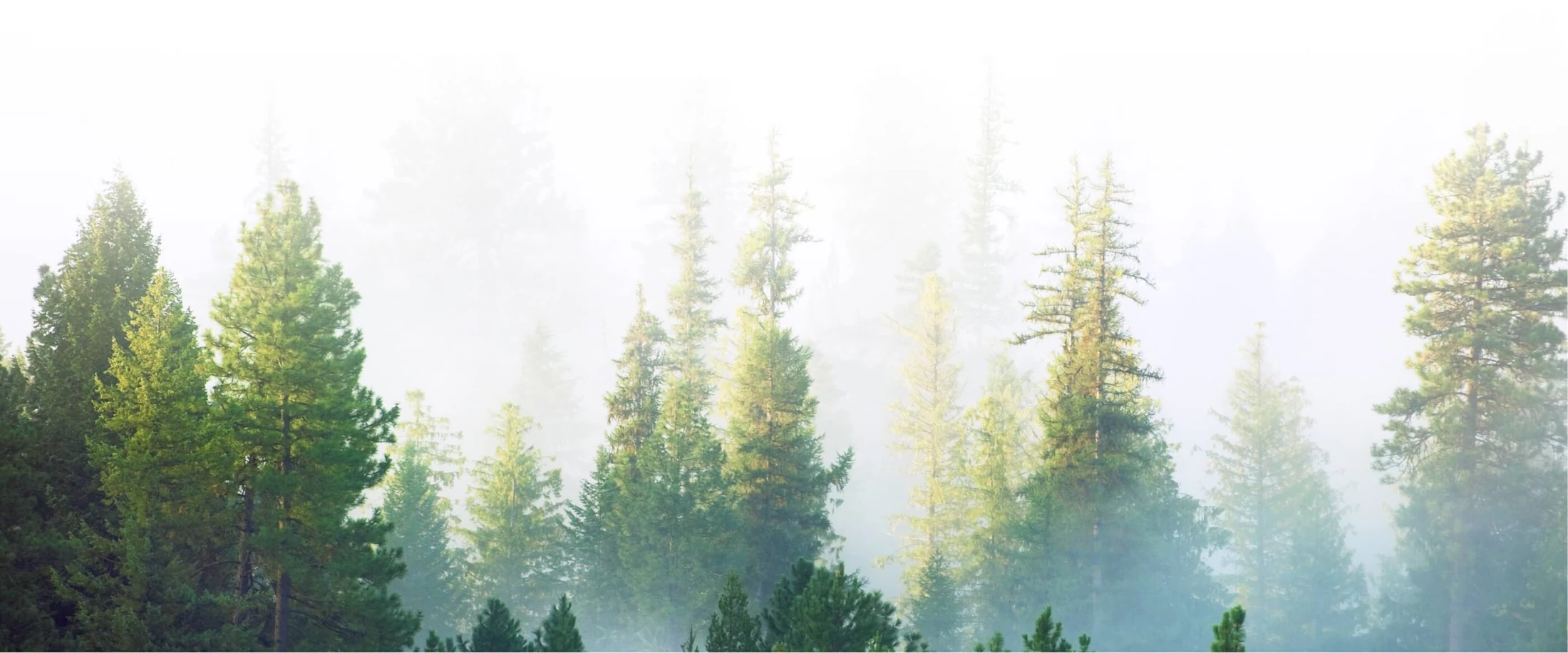 trees on white background
