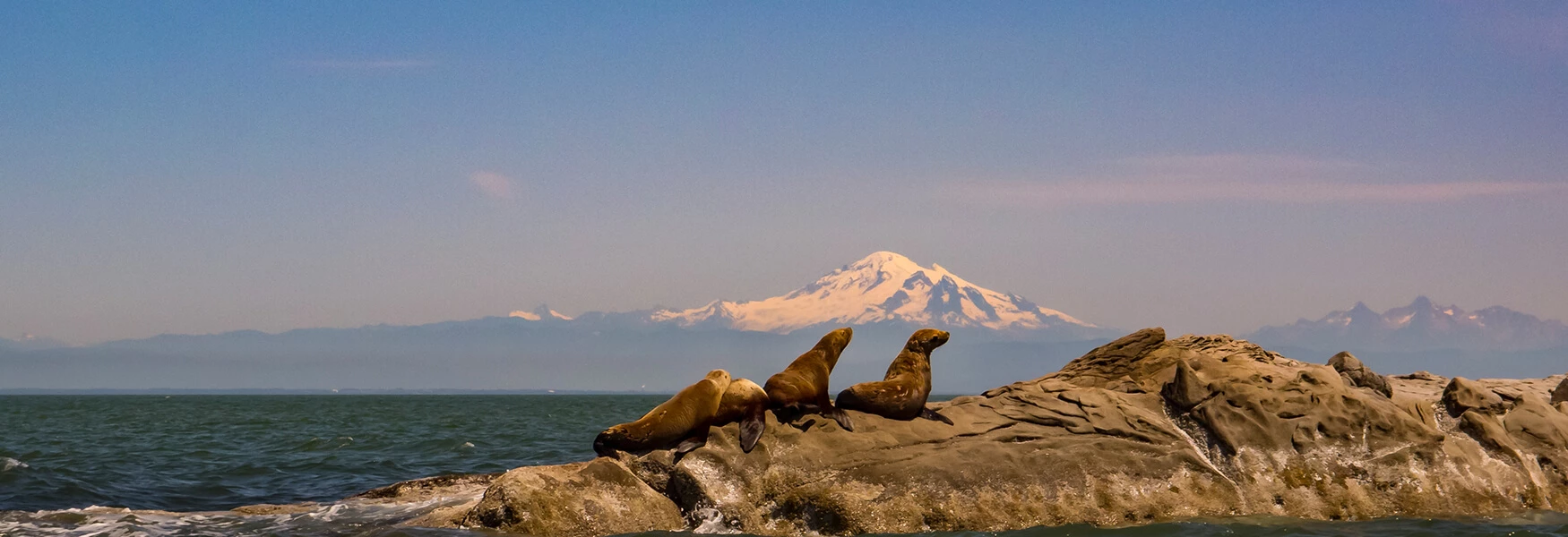 Salveo-Family-Systems