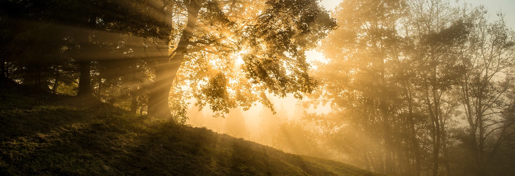 Salveo-Personality-Disorders