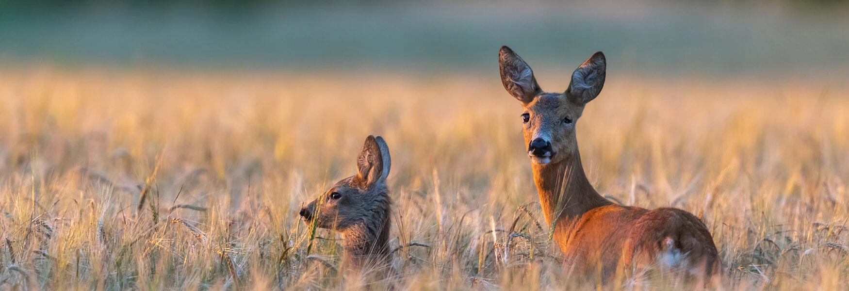 Salveo-Parental-Bonding