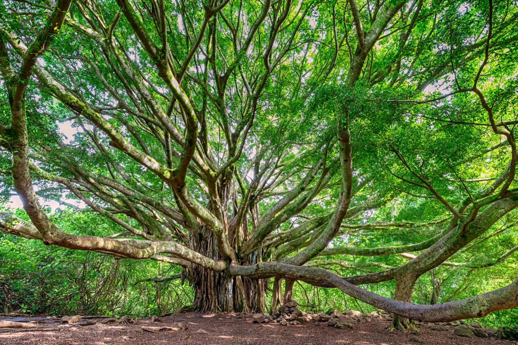 iStock-1198142243